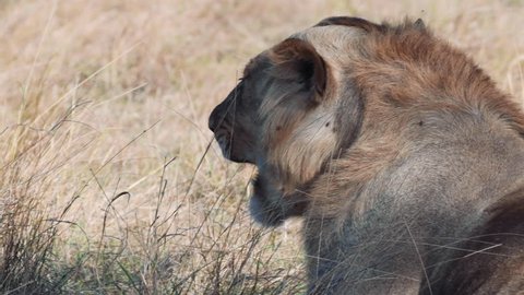 Male lion yawning and licking its face, Maasai Mara reserve