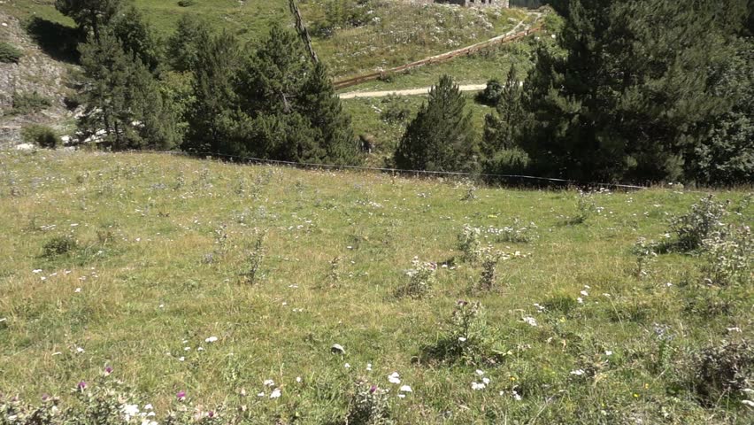 Mountains of the Pyrenees in the Valley of Aran in summer