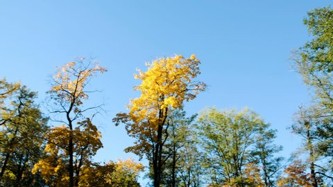 Yellow trees in the autumn forest against the blue sky, camera movement and copy space