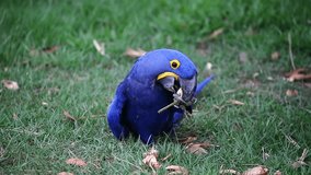 Hyacinth Macaw on the grass eats the fruits of oil palm. Rare view. high quality video. Natural sound. Brazil. Pantanal