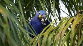 Hyacinth Macaw on a palm tree eats the fruits of the oil palm. Rare view. High quality video. Natural sound. Brazil. Pantanal