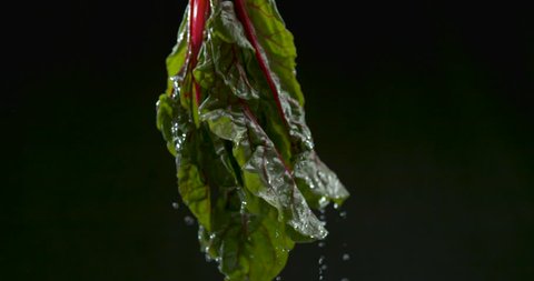 Freshly washed collard greens suspended from top and splashes water droplets on black background closeup in ultra slow motion with 4k Phantom Flex camera.