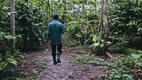 local bolivian farmer walking around in his robusta coffee plantation at the edge of the rainforest