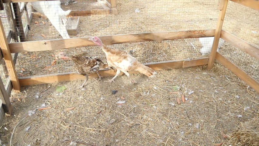 Two turkeys are walking around the farm.