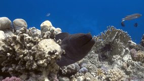 Giant moray eel on the coral reef close up, Red sea. 4K ultra hd video clip