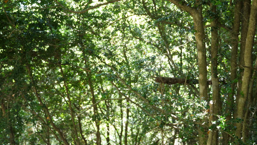 Hiking trail and GR-10 painted blaze on tree showing route turns left. Sia, France. The GR10 is a French footpath, or hiking trail, that runs the length of the Pyrenees mountains.