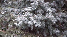 Slow Motion Snowflakes Falling On Pine Tree