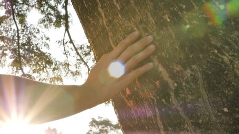 4K Slow motion Close-up of hand touching a tree trunk in the forest with sun light