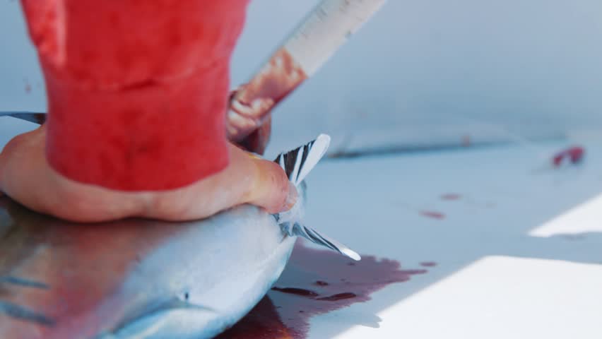 Hands cutting behind tuna gills, Closeup