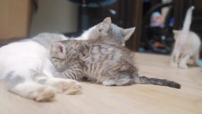 cat licks tabby scottish kitten cute video mom. cat family care love friendship and understanding. cute pets funny video. little a white cute kitten and adult cat lifestyle pet concept