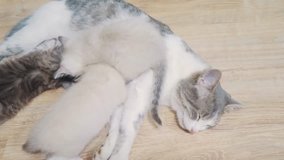 cat mom feeds three cute kittens . little cute kitten sleeping next to cat mom. cat family care love friendship and understanding. cute pets funny video. little white cute kitten and adult cat pet
