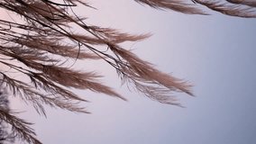 Vertical Video - Pampas grass and leaves blowing in the wind
