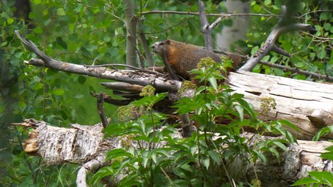 Brown marmot laying on top of a log in green forest
