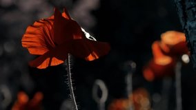 Poppy, dark background, glare of light, stylized picture.Successful combination of colors.Styling poppy originality.The aroma of magic in floral design.Reflection of light in the poppy petals.