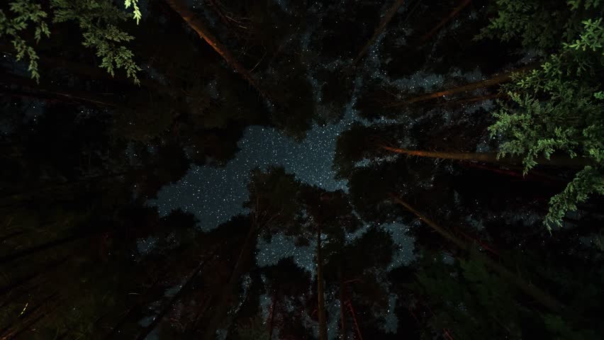 The Milky Way moves through the night sky above the tall pines in Pog Lake Campground in Algonquin Park