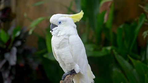 White cockatoo parrot seating on a piece of wood at the Bali Bird Park in Bali, Indonesia. Green floral background. 4K, UHD