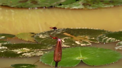 Common redbolt dragonflies  flying closely and perching on water lily pink flower in a pond.
Dragonflies in red color in flight.