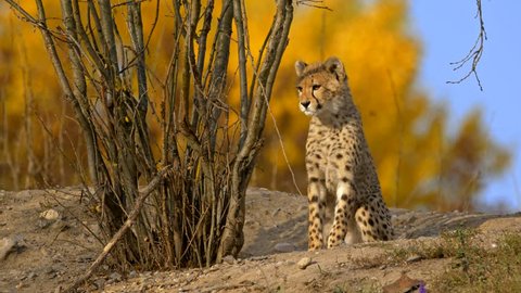 Juvenile cheetah (Acinonyx jubatus)