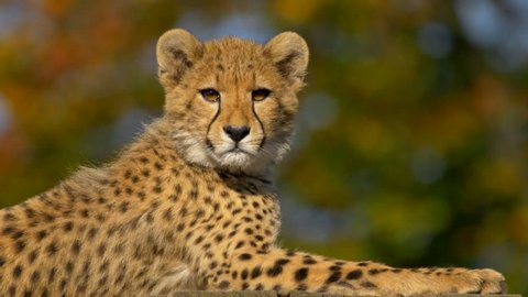 Juvenile cheetah (Acinonyx jubatus)