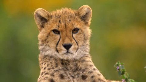 Watchful juvenile cheetah (Acinonyx jubatus)