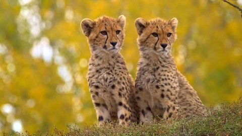Juvenile cheetah siblings (Acinonyx jubatus)