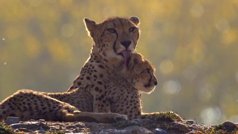 Mother cheetah (Acinonyx jubatus) with her baby