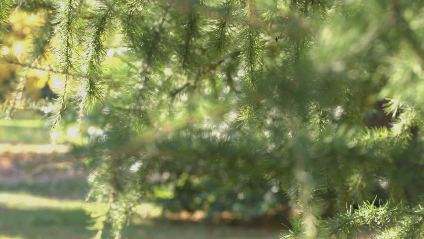 Girl in park.
Girl stands with photo camera in the park. She takes pictures on nature and is building the frame carefully. Wind blows sun shines. Horizontal (from right to left) pan.