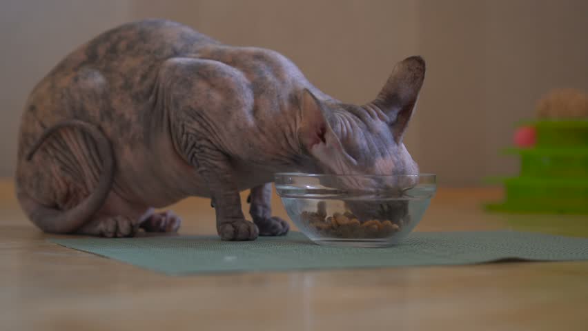 sphynx cat food