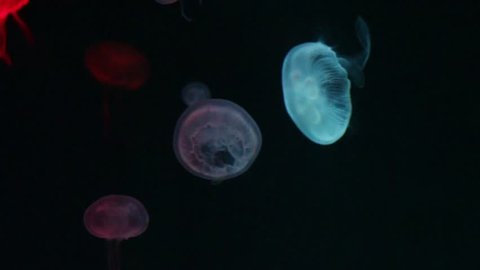 blue and red jellyfish underwater in the dark