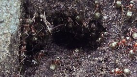 Close-up View of Ants Swarming around a Hole. Full HD 1920x1080 Video Clip