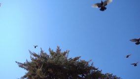 1920x1080 30 Fps. Pigeons Flying on PPine Tree Slow Motion Video.