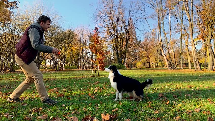 Slow motion - Man training a happy dog in the autumn park. Beautiful Australian shepherd puppy 10 months old - jumping, enjoy playing in a park an autumn sunny day. High speed camera - shot at 240fps.