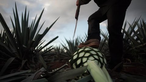Jimador Harvesting Agave Plant in Field of Highlands of Jalisco Mexico