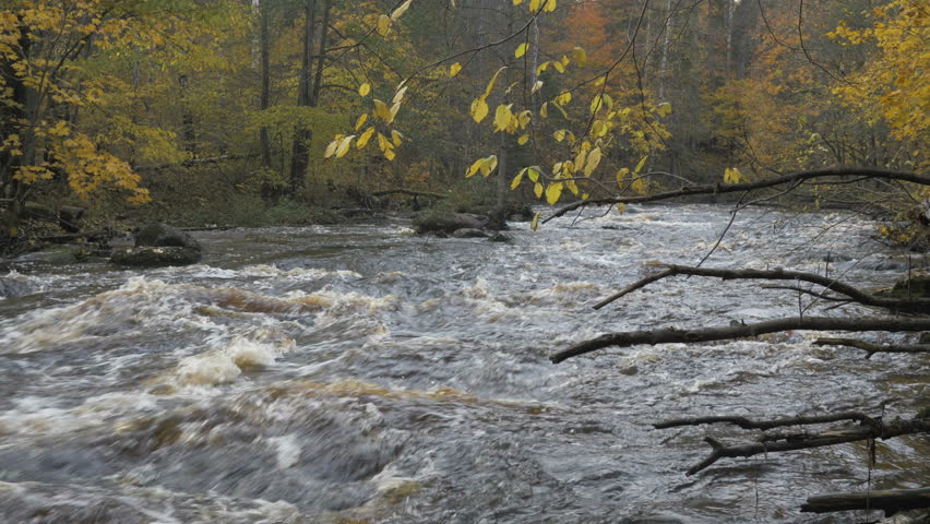River with rapids in the autumn forest