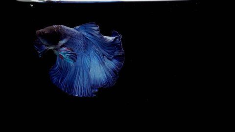 Super slow motion of vibrant Siamese fighting fish (Betta splendens), well known name is Plakat Thai, Betta is a species in the gourami family, which is a popular fish in the aquarium trade