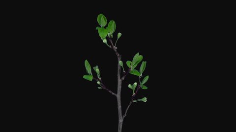 Time-lapse of blooming plum tree branch 26a2 isolated on black background