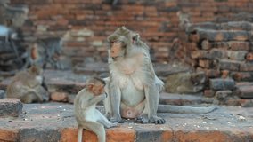 Wild monkey in Phra Prang Sam Yod temple of Lopburi city in Thailand during day .