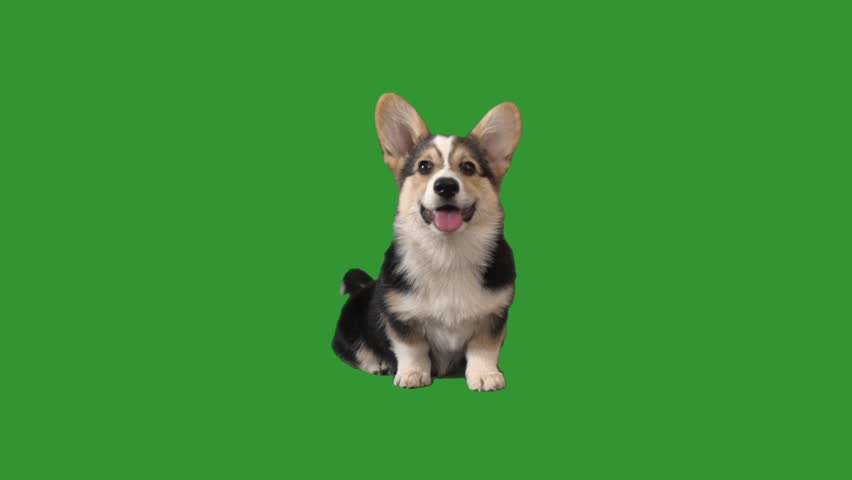welsh corgi puppy barks on green screen Royalty-Free Stock Footage #1019053387
