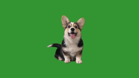 welsh corgi puppy barks on green screen