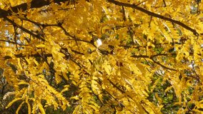 Panning on honey locust Gleditsia triacanthos tree branches  4K video