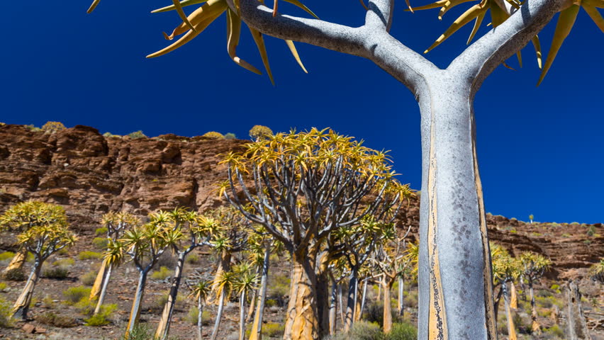 Kiver Tree - Kokerboom Forest, Nieuwoudtville, Namaqualand, Northern Cape province, South Africa, Africa