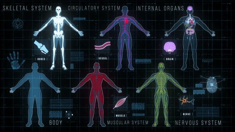 The HUD Medical display with Human Systems is a motion graphics video that represents male body shape, skeleton, muscles, circulatory, nervous systems, internal organs, icons and high tech elements.