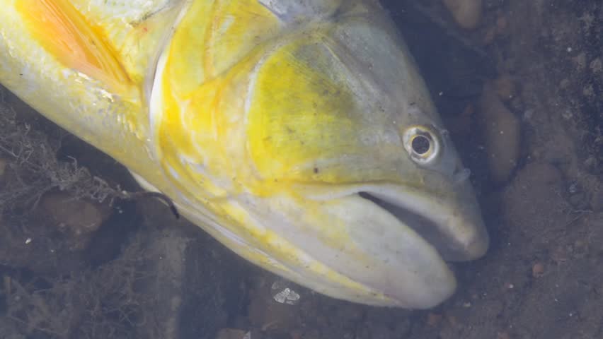 A Dorado (Salminus brasiliensis) Dying at Polluted Waters of Rio de la Plata, Buenos Aires, Argentina. Extreme Close Up