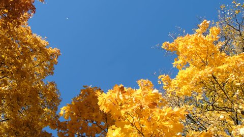 Copy space between the yellow leaves of the maple in golden autumn