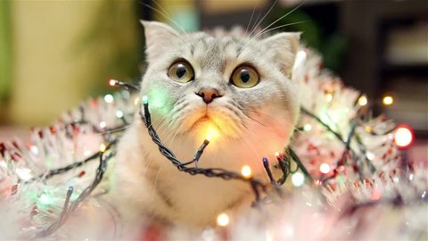Scottish Fold Cat With Christmas Garland And Tinsel 1