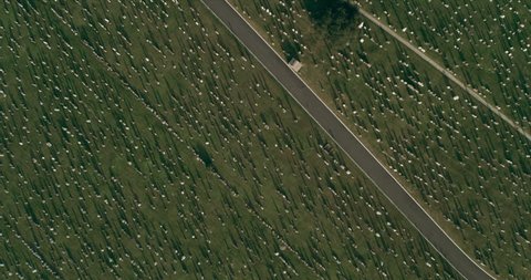 Aerial top down view of green cemetery next to highway in New York during the day under blue skies. Wide shot on 4K RED camera.