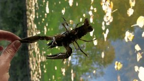 vertical video. Narrow-clawed crayfish (Astacus leptodactylus) in South of France in slowly current river habitats (autumn). Crayfish resistant to water pollution. On background of river in man hand