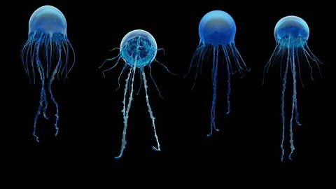 Jellyfish, high quality 4k animation assets. Seen from different perspectives.  The video is loopable, and contains the alpha channel. Version 01.
