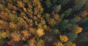 Aerial Footage of Forest, Camera Rise up Slowly from it, into the Clouds - Moody Video