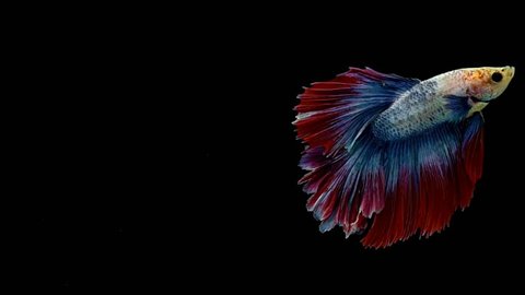 Mixes colors of Siamease fighting fish swimming under water. Three colors in this fish: blue, red and yellow looks perfect. 